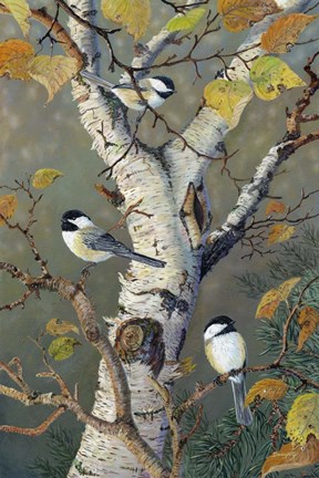 Framed Chickadees In Birch Print