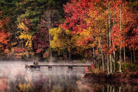 Framed Woodland Dock Print