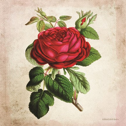 Framed Vintage Red Rose Print