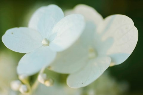 Framed Hydrangea Bloom 1 Print