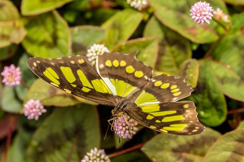 Framed Costa Rica, La Paz River Valley Captive Butterfly In La Paz Waterfall Garden Print