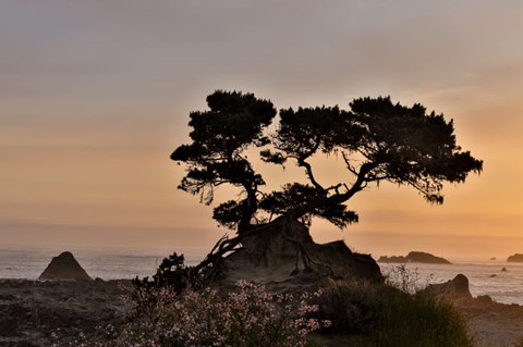 Framed Cypress Tree At Sunset Along The Northern California Coastline, Crescent City, California Print