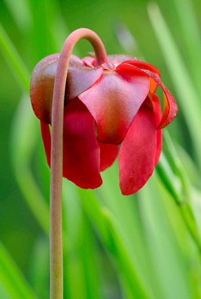 Framed Red Flower Of The Pitcher Plant (Sarracenia Rubra), A Carnivorous Plant Print