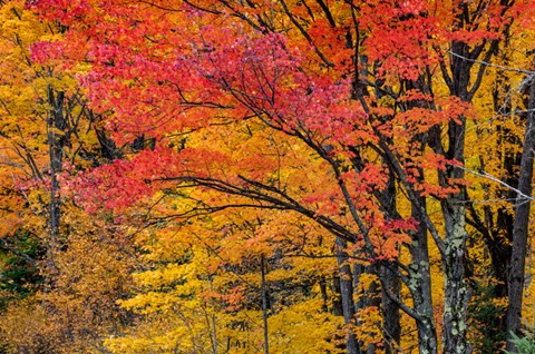 Framed Fall Color On The Keweenaw Peninsula, Michigan Print