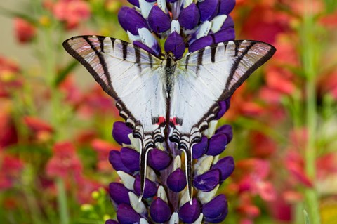 Framed Eurytides Agesilaus Autosilaus Butterfly On Lupine, Bandon, Oregon Print