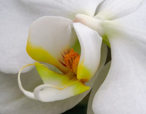 Framed Close-Up Of An White Orchid Print