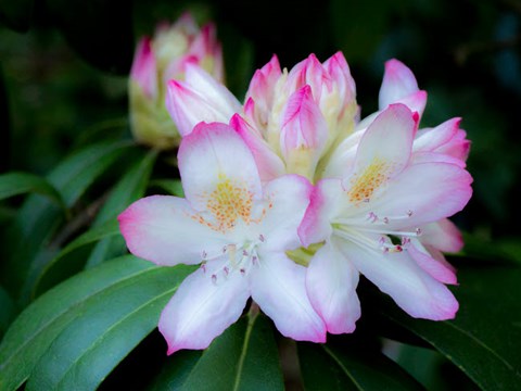 Framed Variegated Pink And White Rhododendron In A Garden Print