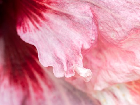 Framed Pennsylvania, Close-Up Of A Hibiscus Flower Print