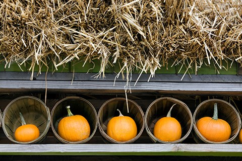 Framed More Pumpkins Print