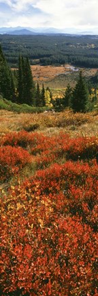 Framed View Of Huckleberries Bushes On Hilly Terrain, Rockchuck Peak, Grand Teton National Park, Wyoming Print