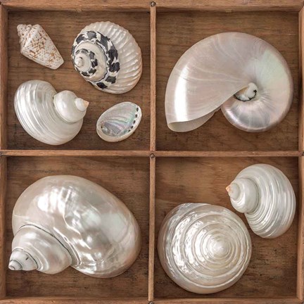 Framed Seashells Treasures I Print