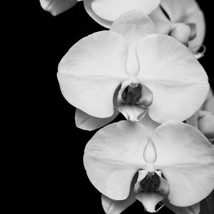 Framed Orchid Portrait II Print