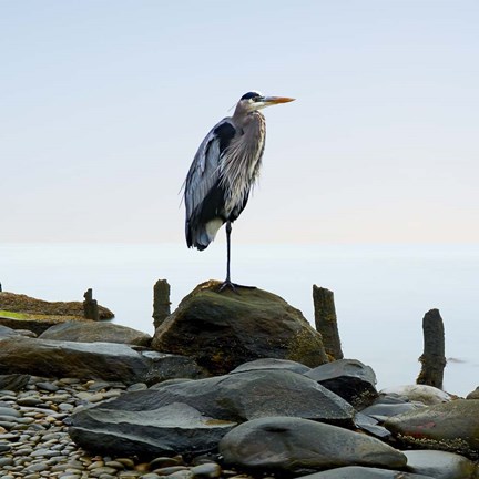 Framed Beachscape Heron I Print