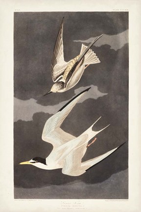 Framed Pl 319 Lesser Tern Print