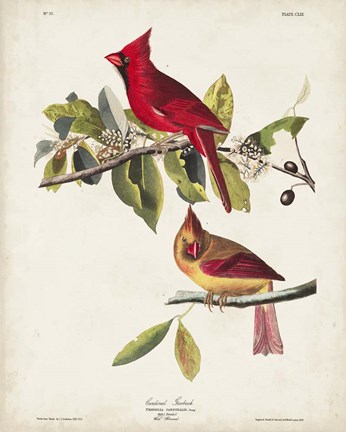 Framed Pl 158 Cardinal Grosbeak Print