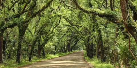 Framed Canopy Road Panorama III Print