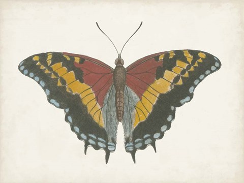 Framed Beautiful Butterfly IV Print