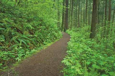 Framed Hiking Trail in Columbia River Gorge I Print