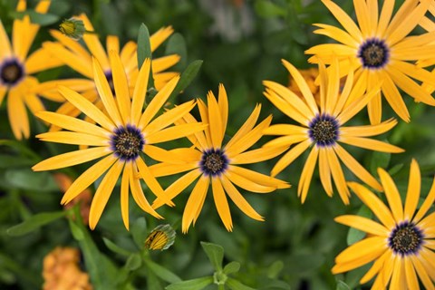 Framed African Daisy Print