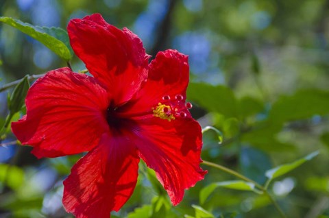 Framed Hibiscus Flower Print