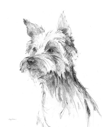 Framed Yorkshire Terrier Sketch Print