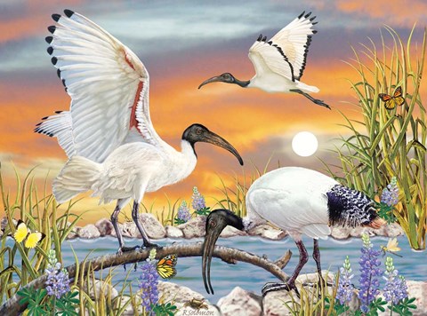 Framed Sacred Ibis Print