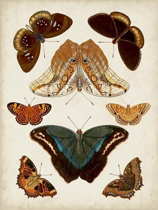 Framed Butterflies Displayed II Print