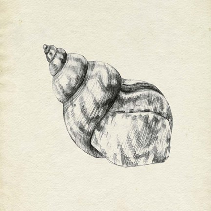 Framed Seashell Pencil Sketch III Print