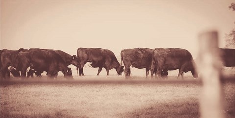 Framed Cattle Row Print