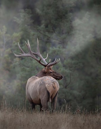 Framed Bull Elk II Print