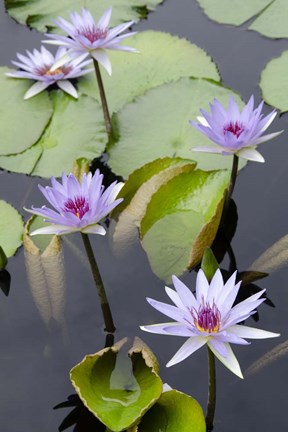 Framed Water Lily Flowers VII Print