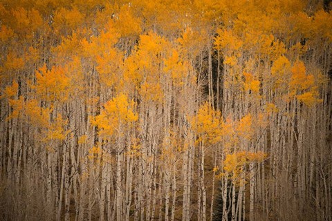 Framed Intimate Aspen Print