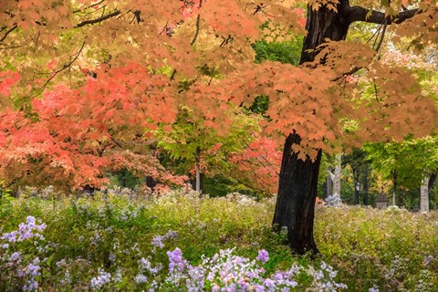 Framed Autumn Splendor Print