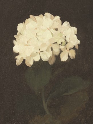 Framed Vintage White Hydrangea Print