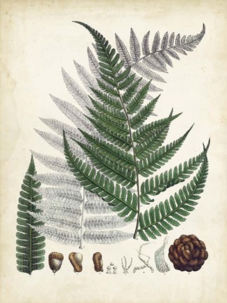 Framed Collected Ferns II Print