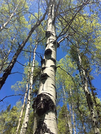 Framed Aspens Reaching for the Sky Print