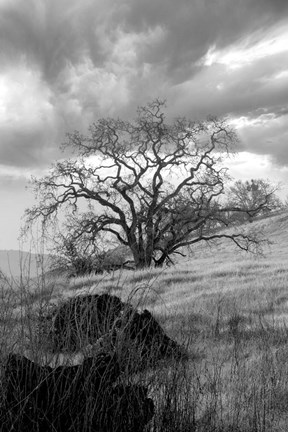 Framed Coastal Oak Series No. 16 Print