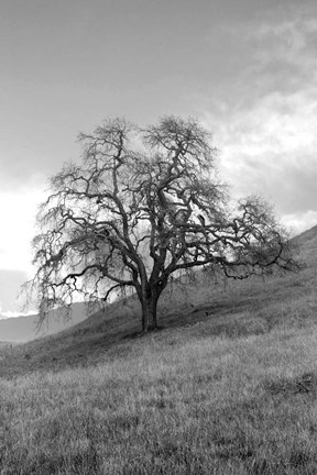 Framed Coastal Oak Series No. 17 Print