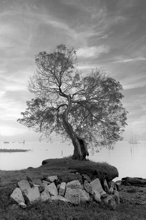 Framed Coastal Oak Series No. 2 Print