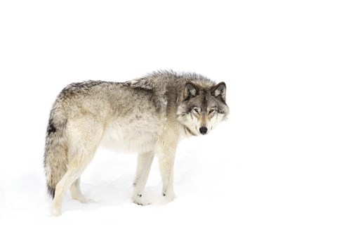 Framed Timber Wolf Walking through the Snow Print