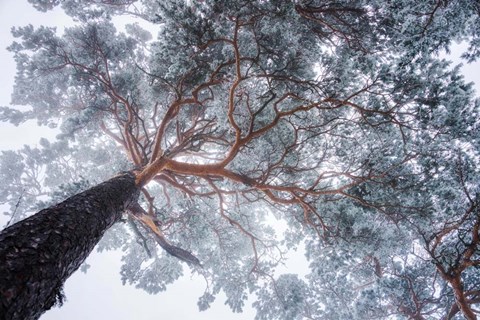 Framed Winter Tree Lines Print