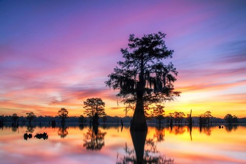 Framed Cajun Radiance Print