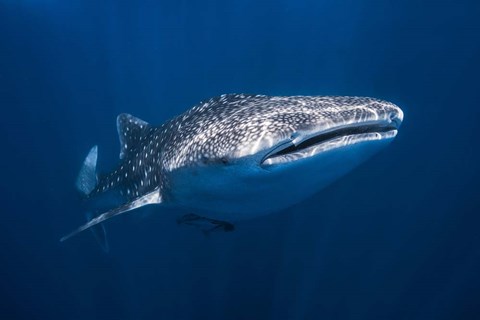 Framed Whale Shark Print