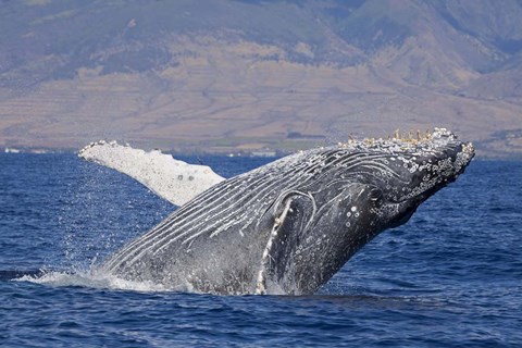 Framed Breaching Humpback Whale, Off the Coast Of Hawaii Print