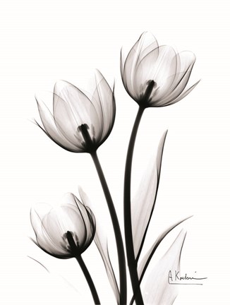 Framed Tulips High Contrast Print