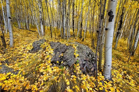 Framed Aspen Carpet Print