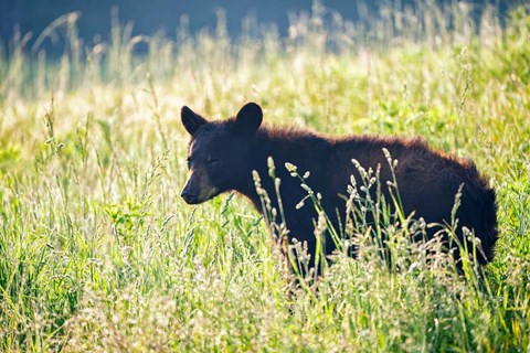 Framed Black Bear Cub Print