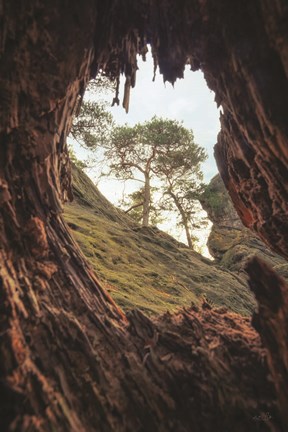 Framed View Through a Tree Print