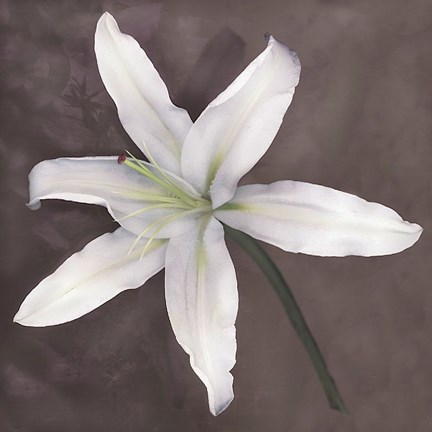 Framed White Lily Print