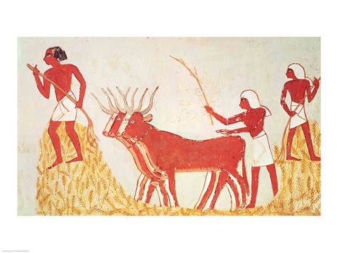 Framed Using cows to trample wheat, from the Tomb of Menna Print